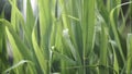 Close up of leaves of immature corn. Immature corn plant with green leafs. Leaves of immature corn