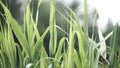 Close up of leaves of immature corn. Immature corn plant with green leafs. Leaves of immature corn