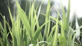 Close up of leaves of immature corn. Immature corn plant with green leafs. Leaves of immature corn