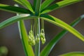 Polygonatum sibiricum Royalty Free Stock Photo