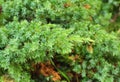 Close up on Leaves of Juniperus Communis - Common Juniper for Landscape Design.