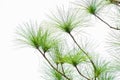 Close-up of Leaves of the Merkus pine or Sumatran pine Pinus merkusii Jungh. & de Vriese. isolated on white background