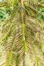 Close up of leaves and needles of Wollemi Pine, Wollemia nobilis