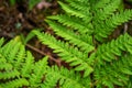 Close-up leaves of the oldest plant ferns in the forest.