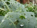 Close up of  leaves of organic green vegetables are eaten by green caterpillars Royalty Free Stock Photo