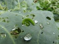 Close up of  leaves of organic green vegetables are eaten by green caterpillars Royalty Free Stock Photo