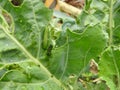 Close up of  leaves of organic green vegetables are eaten by green caterpillars Royalty Free Stock Photo