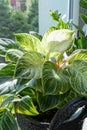 Close up of leaves philodendron white measures or birkin or new wave in the pot at home. Royalty Free Stock Photo