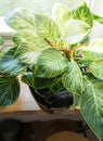 Close up of leaves philodendron white measures or birkin or new wave in the pot at home. Royalty Free Stock Photo