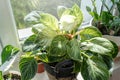 Close up of leaves philodendron white measures or birkin or new wave in the pot at home. Indoor gardening. Hobby. Royalty Free Stock Photo