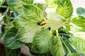 Close up of leaves philodendron white measures or birkin or new wave in the pot at home. Indoor gardening. Hobby. Royalty Free Stock Photo