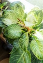 Close up of leaves philodendron white measures or birkin or new wave in the pot at home. Indoor gardening. Hobby. Royalty Free Stock Photo