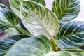 Close up of leaves philodendron white measures or birkin or new wave in the pot at home. Royalty Free Stock Photo