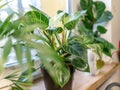 Close up of leaves philodendron white measures or birkin or new wave in the pot at home. Indoor gardening. Royalty Free Stock Photo