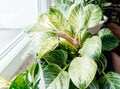 Close up of leaves philodendron white measures or birkin or new wave in the pot at home. Indoor gardening. Royalty Free Stock Photo