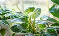 Close up of leaves philodendron white measures or birkin or new wave in the pot Indoor gardening. Hobby. Green houseplants. Royalty Free Stock Photo