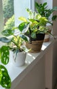 Close up of leaves philodendron white princess, monstera, birkin in the pot at home. Indoor gardening. Hobby. Royalty Free Stock Photo