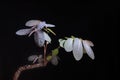 Close up leaves of phyllanthus mirabilis lighting studio shot Royalty Free Stock Photo