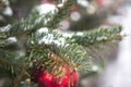 Close-up at leaves of pine tree snow with red bauble Royalty Free Stock Photo