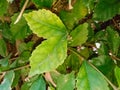 close up of the leaves of the plant Acalypha siamensis