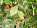 close up of the leaves of the plant Acalypha siamensis