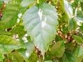 close up of the leaves of the plant Acalypha siamensis