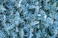 Close-up leaves the plant cineraria, dusty miller as a background Royalty Free Stock Photo