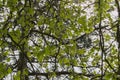 Close Up Leaves Of A Platanus Hispanica At Amsterdam The Netherlands 6-4-2024