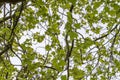 Close Up Leaves Of A Platanus Hispanica At Amsterdam The Netherlands 6-4-2024