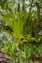 Close-up of the Leaves of Platycerium superbum, Platycerium holt Royalty Free Stock Photo