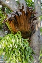 Close-up of the Leaves of Platycerium superbum, Platycerium holt Royalty Free Stock Photo