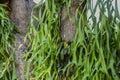 Close-up of the Leaves of Platycerium superbum, Platycerium holt Royalty Free Stock Photo