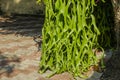 Close-up of the Leaves of Platycerium superbum, Platycerium holt Royalty Free Stock Photo