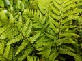 Polystichum rigens Royalty Free Stock Photo