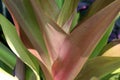 Close up of the leaves of a Purple Queen Lily, Crinum asiaticum