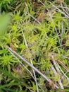 Close up leaves of the round-leaved sundew - Drosera rotundifolia