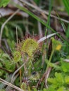 Close up leaves of the round-leaved sundew - Drosera rotundifolia