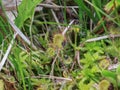 Close up leaves of the round-leaved sundew - Drosera rotundifolia