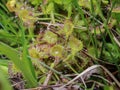 Close up leaves of the round-leaved sundew - Drosera rotundifolia