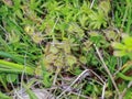 Close up leaves of the round-leaved sundew - Drosera rotundifolia