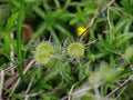 Close up leaves of the round-leaved sundew - Drosera rotundifolia