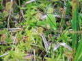 Close up leaves of the round-leaved sundew - Drosera rotundifolia