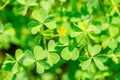 leaves shamrock plant in sunny day like background, St Patricks concept