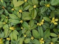 Close-up of the leafs and buds of a Rhododendron plant