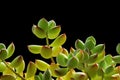 Succulent plant