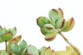 Succulent plant