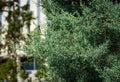 Close-up of leaves trimmed Arizona cypress Cupressus arizonica `Blue Ice` in city park Krasnodar. Public landscape