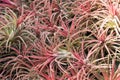 Close-up leaves of Urn plant are brightly colored.The red Bromeliad striped backdrop for background. Aechmea fasciata Royalty Free Stock Photo