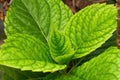 A close-up of the leaves and veins of a green mint leaf