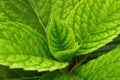 A close-up of the leaves and veins of a green mint leaf